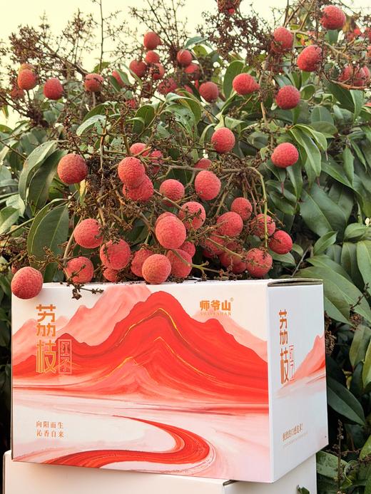海南早熟荔枝新品种星荔 果型圆润 果肉饱满清甜 宛若羊脂 源头直采 树上熟 商品图0