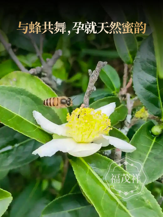 4.11日12点开抢；首年预售【蜜蜂箐高杆】藏茶人必藏 2026年春茶易武弯弓茶区蜜蜂箐高杆古树茶饼357g 商品图3