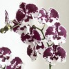 兰花 | 蝴蝶兰一千零一夜（可能有轻微瑕疵不售后，介意慎拍） 商品缩略图0
