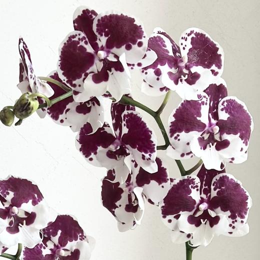 兰花 | 蝴蝶兰一千零一夜（可能有轻微瑕疵不售后，介意慎拍） 商品图0