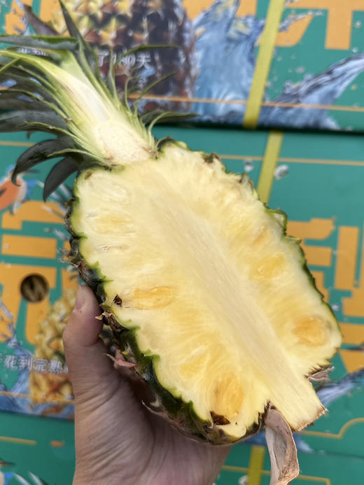 海南冬蜜凤梨 商品图1