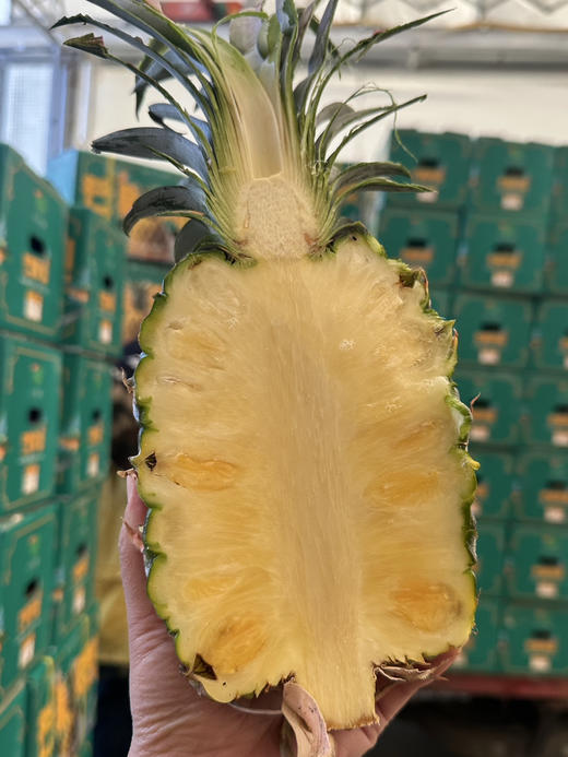 海南冬蜜凤梨 商品图0