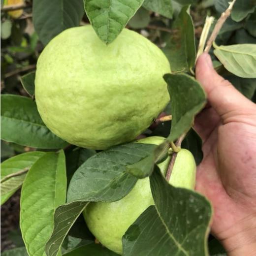 【双拼混搭❗️红心/白心芭乐】两种口感一次满足，白心红心混搭发货，果香浓郁果肉饱满，适配日常健康加餐果盘搭配，整箱番石榴脆潘巴乐新鲜当季水果L 商品图1