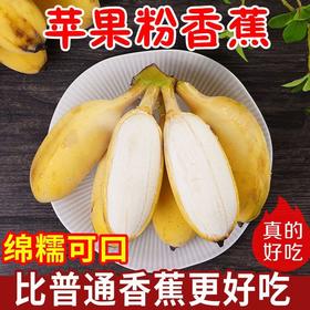 广西苹果蕉正宗粉蕉应季水果新鲜现摘小米香蕉整箱10斤包邮软糯甜