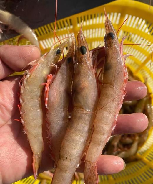 纯野生沙鲁虾🦐爽脆清甜口感，虾青素满满！部分还能吃到虾膏 商品图1