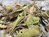 2025春  架梯采 [极枞·嘎嘎甜]  荒野寿眉  树龄50-60年  250克起 商品缩略图2