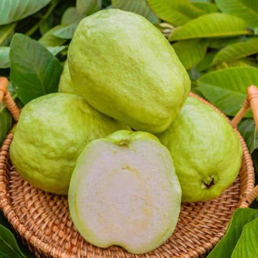 【双拼混搭❗️红心/白心芭乐】两种口感一次满足，白心红心混搭发货，果香浓郁果肉饱满，适配日常健康加餐果盘搭配，整箱番石榴脆潘巴乐新鲜当季水果L 商品图2