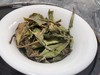 2025春  架梯采 [极枞·嘎嘎甜]  荒野寿眉  树龄50-60年  250克起 商品缩略图5