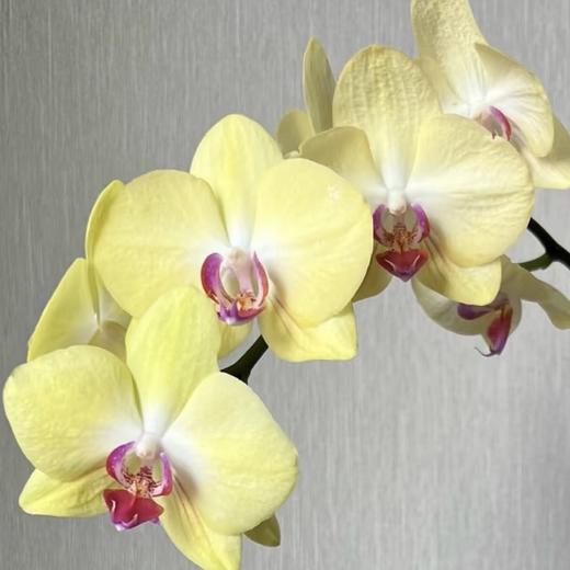 兰花 | 蝴蝶兰富乐夕阳（可能有轻微瑕疵不售后，介意慎拍） 商品图0