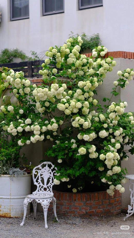 【2026.4.10绿植现货】2加仑欧洲木绣球（新疆可过冬 现货，下单即可到店自提） 商品图1