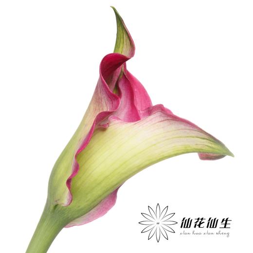 丽江马蹄莲 ｜ 变异浪漫【轻微压伤不售后，介意慎拍】 商品图2