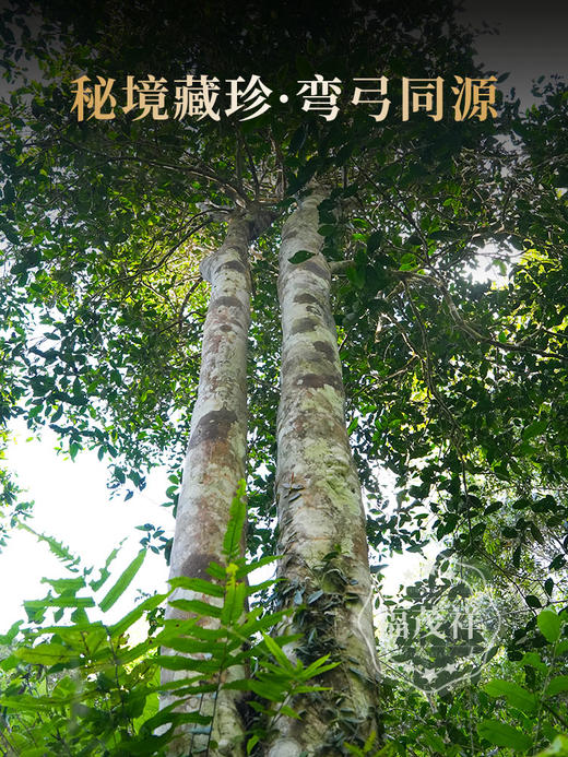 4.11日12点开抢；首年预售【蜜蜂箐高杆】藏茶人必藏 2026年春茶易武弯弓茶区蜜蜂箐高杆古树茶饼357g 商品图2