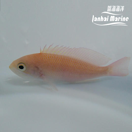 三色宝石 母 商品图3