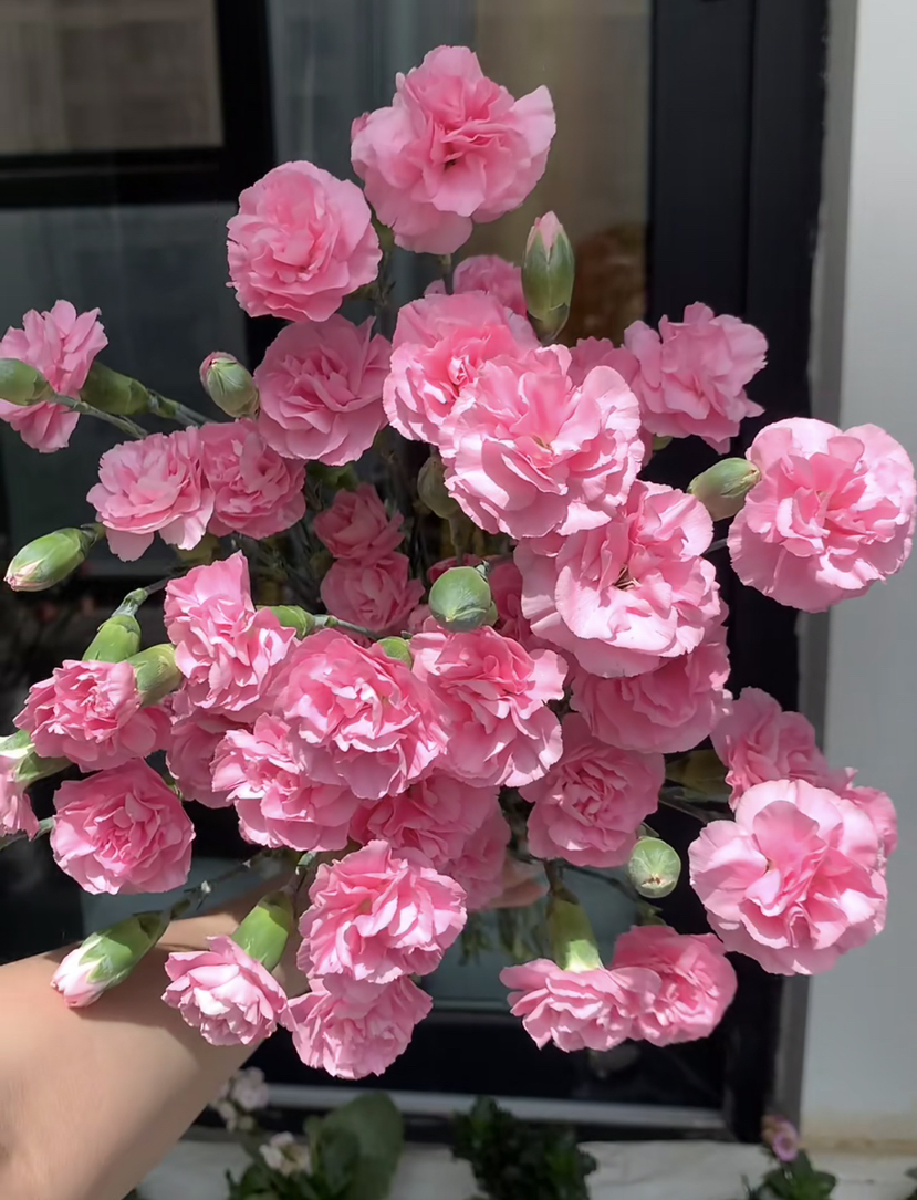 【2026.4.10】特价：1扎A级多头康乃馨珍珠粉19.9（现货 下单即可到店自提）