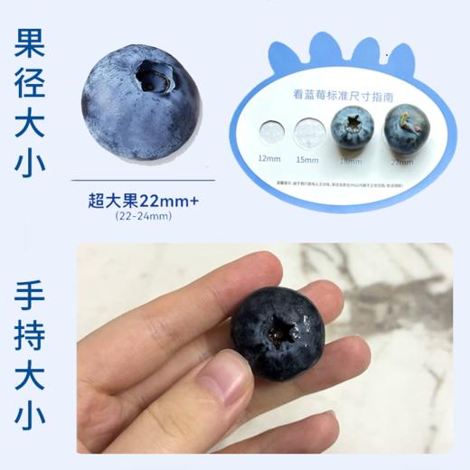 【云南花香蓝莓礼盒】22mm+巨无霸大果，脆甜爆浆，天然花香，一口补满春日元气~ 商品图3