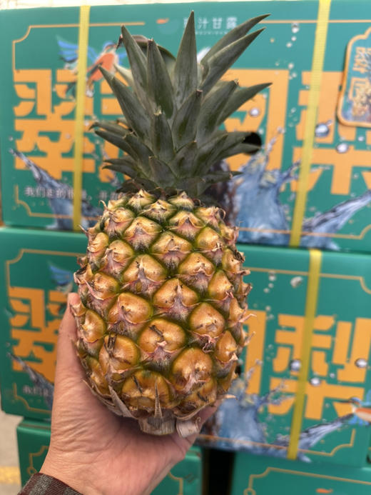 海南冬蜜凤梨 商品图3