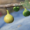 花香蜜无花果 商品缩略图2