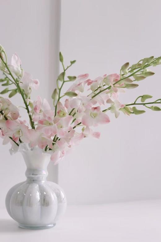 千代兰10枝 商品图1