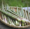 新鲜小竹笋现挖现发脆嫩可口山野美味 商品缩略图2