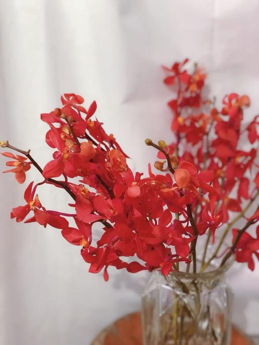 千代兰10枝 商品图2