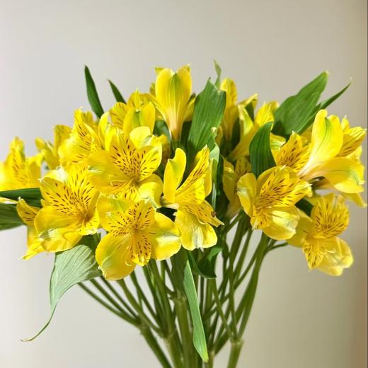 六出花 | 柠檬黄 商品图0