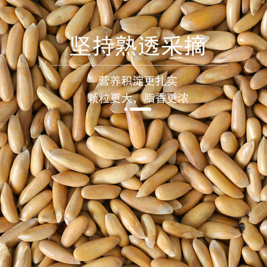 花家盛世 巴西松子450g圆罐装新鲜健康美味 HJSSJG034
 商品图1