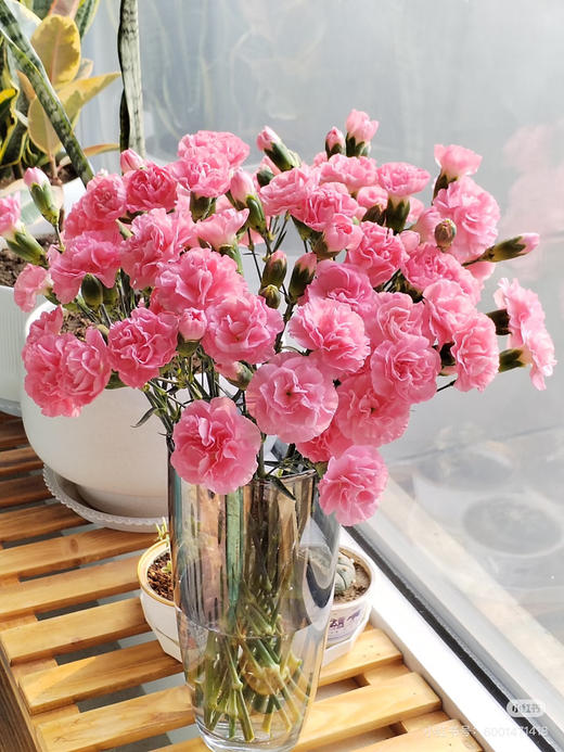 【2026.4.10】特价：1扎A级多头康乃馨珍珠粉19.9（现货 下单即可到店自提） 商品图1