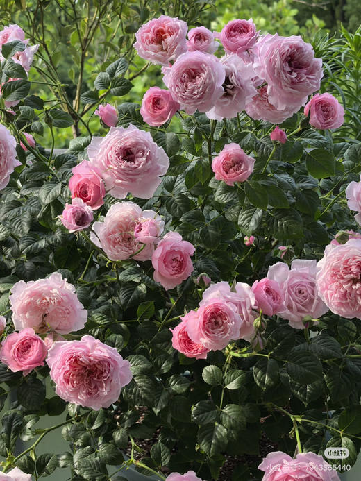 【2026.4.9绿植现货】180 #铃之妖精20月季（地栽可过冬 现货，下单即可到店自提） 商品图1