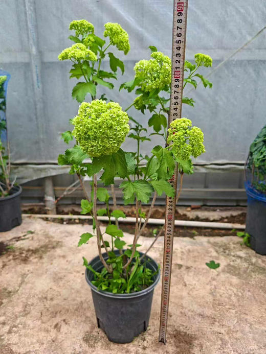 【2026.4.10绿植现货】2加仑欧洲木绣球（新疆可过冬 现货，下单即可到店自提） 商品图7