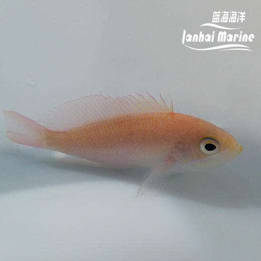 三色宝石 母 商品图4