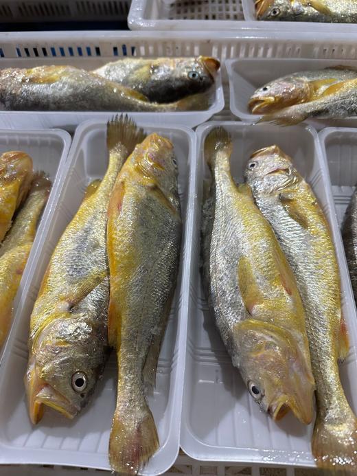 精选野生海鲜组合，好吃易做😋！周末家庭小聚必入！码头新鲜活冻顺丰直发，最快次日送到！ 商品图1