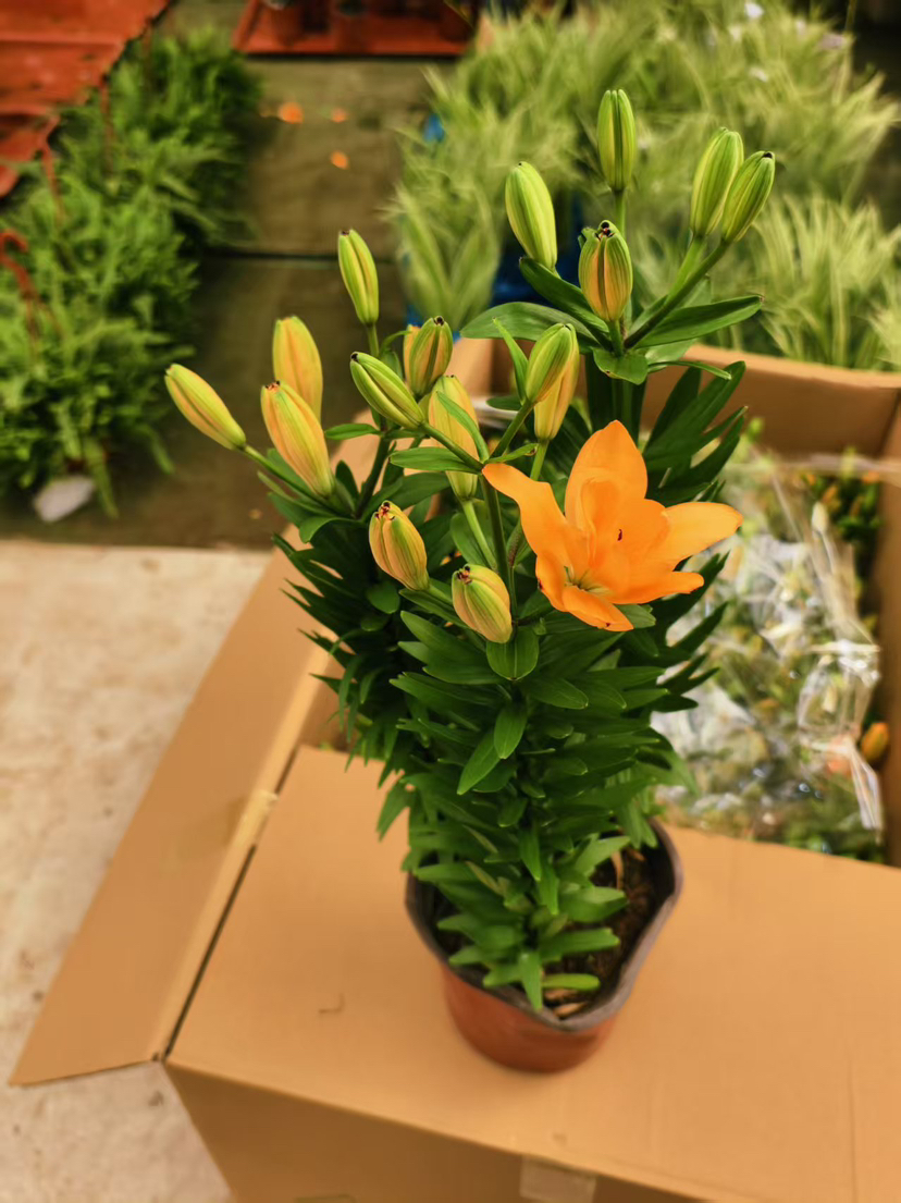 预售11号到货。150#亚百合