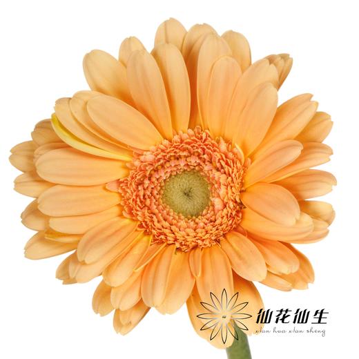 非洲菊 | 悉尼 商品图0