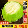 【森林奶油❗️新鲜正宗牛油果】香滑细腻 滑似奶酪 清新香醇 入口即化！整箱水果国产秘鲁墨西哥进口哈斯 商品缩略图0