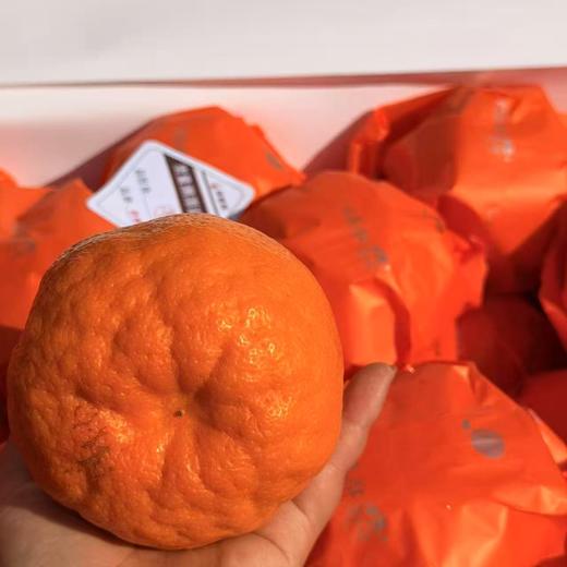 【会员15/斤】 探蜜熊大雅柑 商品图1