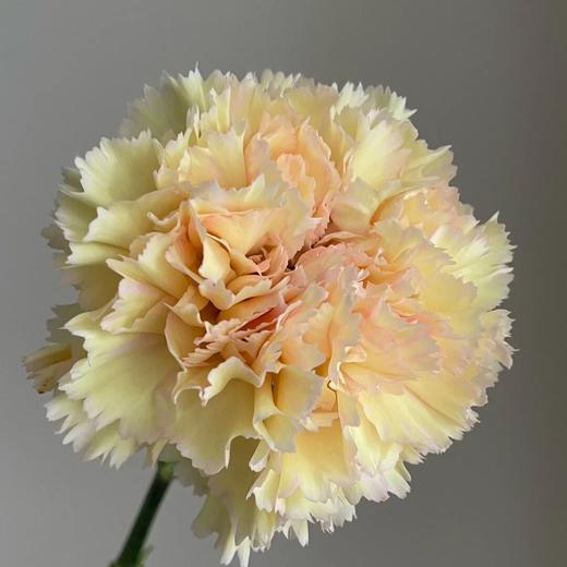 单头康乃馨 | 大理石 商品图0