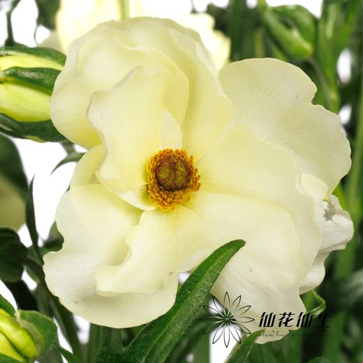 配花 ｜ 蝴蝶洋牡丹优雅白 商品图3