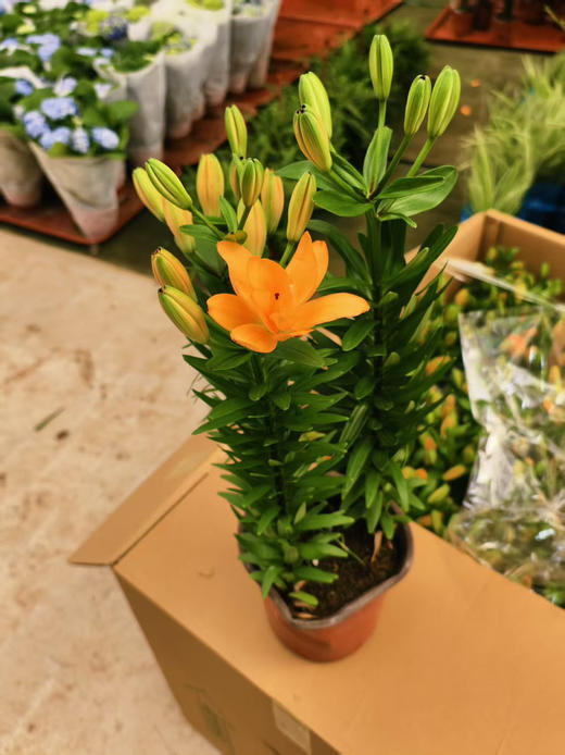 预售11号到货。150#亚百合 商品图1