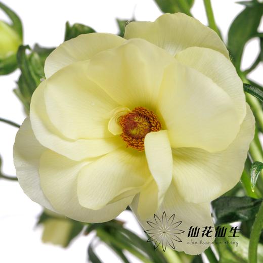 配花 ｜ 蝴蝶洋牡丹优雅白 商品图2