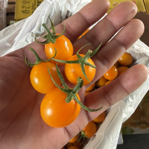 香芒皇后 千禧 小番茄 2号小果 口感好 推荐 15.8/斤 商品图0