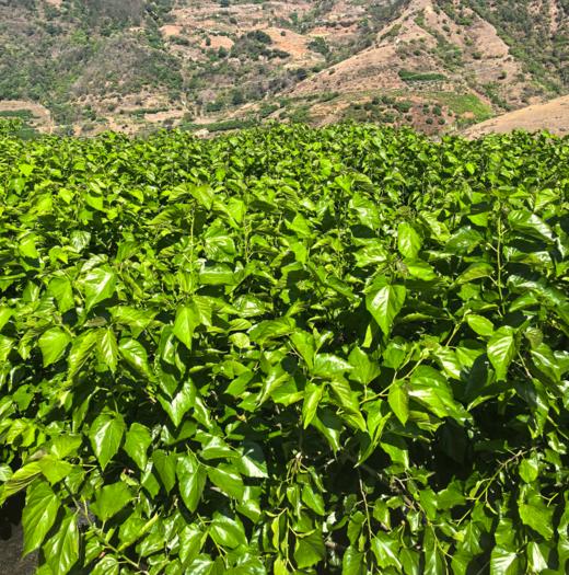 桑葚干160g/瓶 商品图4