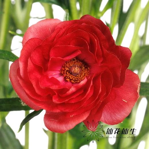 配花 | 蝴蝶洋牡丹复古红 商品图0