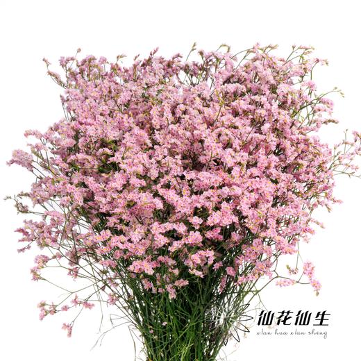 配花 | 水晶草粉色 商品图2