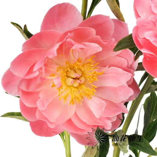 【昆明仓】国产芍药 | 夏威夷珊瑚（有几率开成单瓣，介意慎拍） 商品图7