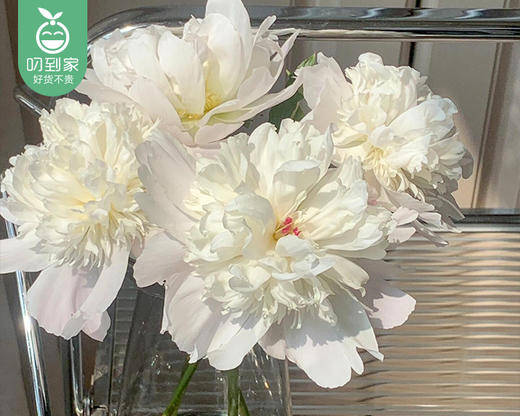 【预售-4月24日配送】凤羽落金池重瓣芍药花束（10支/束） 商品图4