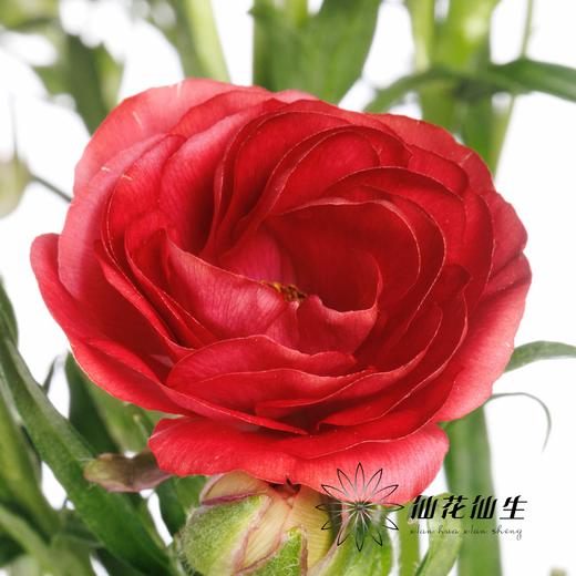 配花 | 蝴蝶洋牡丹复古红 商品图2