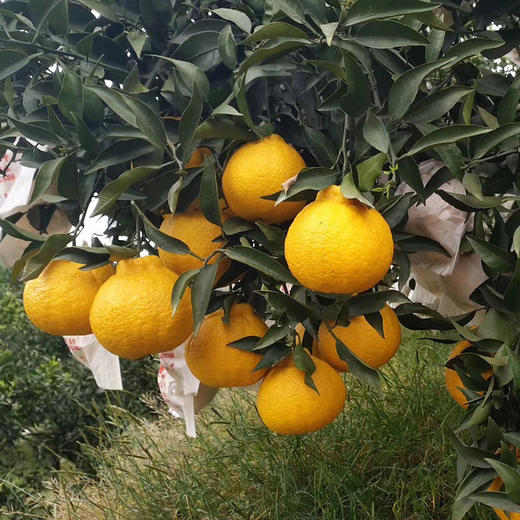 【疯狂星期五】产地直发 柠檬不知火 多规格彩箱装 商品图2