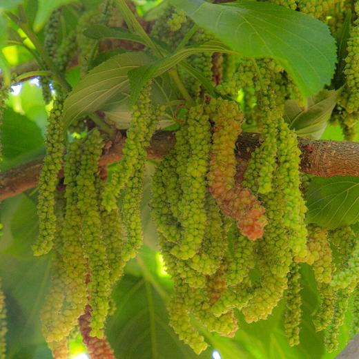 四川大凉山桑葚 长绿柳青/金香 甜甜奶油味 商品图0