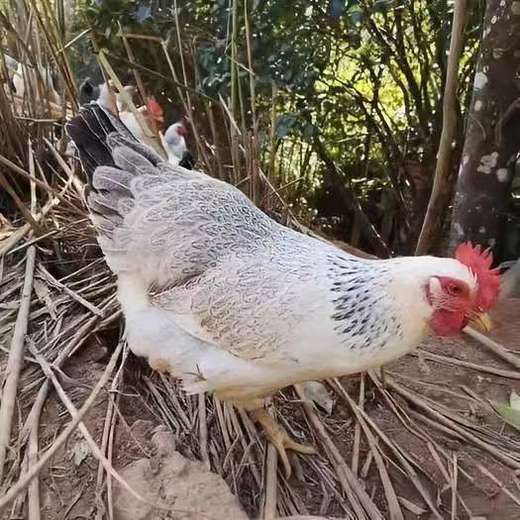 跑山健身-童子鸡 散养在昆嵛山林里，日常在林子里吃虫草之外，吃粮食、豆粕发酵的混合物，吃粮食长大的鸡，一整年都不会生病，不用喂药，身体也很棒⭐️顺丰快递 商品图0