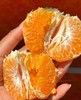 【会员15/斤】 探蜜熊大雅柑 商品缩略图6